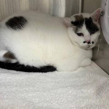 Sapphire -  Domestic Short Hair Cat for Adoption in Grand Rapids, Michigan - Sapphire | PetCurious