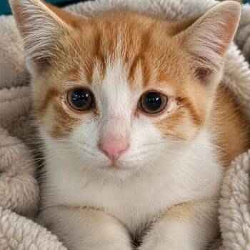 Milo -  Tabby and Domestic Short Hair Cat for Adoption in Andover, Minnesota - Milo | PetCurious