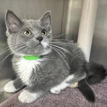 Tot -  Domestic Short Hair Cat for Adoption in Fort Wayne, Indiana - Tot | PetCurious