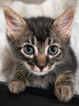 Larkspur -  Domestic Medium Hair Cat for Adoption in West Hollywood, California - Larkspur | PetCurious