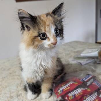 Rescue Domestic Long Hair Cats for Adoption in Rock Falls, Illinois - Penne | PetCurious