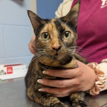 Booberry -  Domestic Short Hair Cat for Adoption in Dekalb, Illinois - Booberry | PetCurious