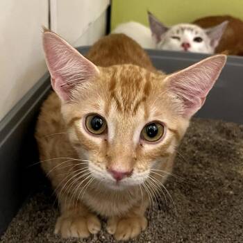 Mini Max -  Domestic Short Hair Cat for Adoption in Temecula, California - Mini Max | PetCurious