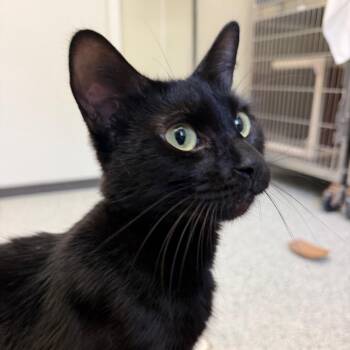 Blackberry -  Domestic Short Hair Cat for Adoption in Enfield, New Hampshire - Blackberry | PetCurious