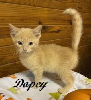 Dopey -  Tabby Cat for Adoption in Southern Pines, North Carolina - Dopey | PetCurious