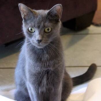 Rescue Russian Blue and Domestic Short Hair Cats for Adoption in Silver Spring, Maryland - Ashes | PetCurious