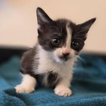 Maple -  Domestic Short Hair Cat for Adoption in Oakland, California - Maple | PetCurious