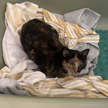 Agnes (Aka Persephone) -  Domestic Short Hair Cat for Adoption in Chicago, Illinois - Agnes (Aka Persephone) | PetCurious