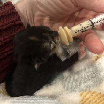 Domestic Short Hair Cats Available for Adoption in Columbia, Missouri - Ellis | PetCurious