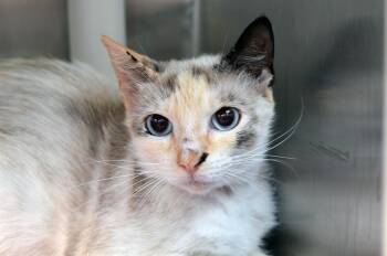 Siamese Cats Available for Adoption in Sanford, Florida - Helen | PetCurious
