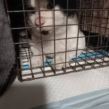 Rescue Domestic Short Hair Cats for Adoption in Bismarck, North Dakota - Zane | PetCurious