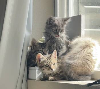 Persuasion -  Domestic Long Hair Cat for Adoption in Fruit Heights, Utah - Persuasion | PetCurious