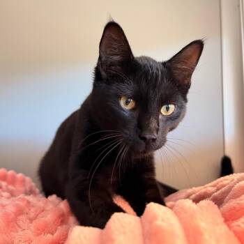 Oscar -  Domestic Short Hair Cat for Adoption in Ojai, California - Oscar | PetCurious