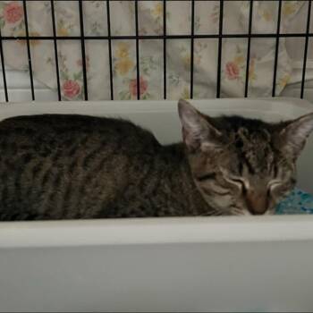 Regal -  Domestic Short Hair Cat for Adoption in New York, New York - Regal | PetCurious