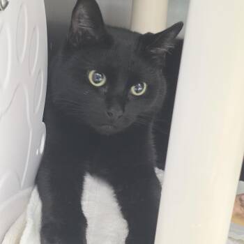 Domestic Short Hair Cats Available for Adoption - Raven | PetCurious