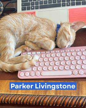 Rescue Domestic Short Hair Cats for Adoption in Austin, Texas - The Texas Longhorn Kittens *bonded Pairs | PetCurious