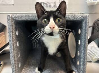 Merlin -  Domestic Short Hair Cat for Adoption in New York, New York - Merlin | PetCurious