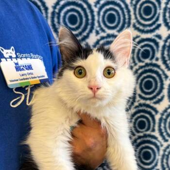 Panda -  Domestic Medium Hair Cat for Adoption in Goleta, California - Panda | PetCurious