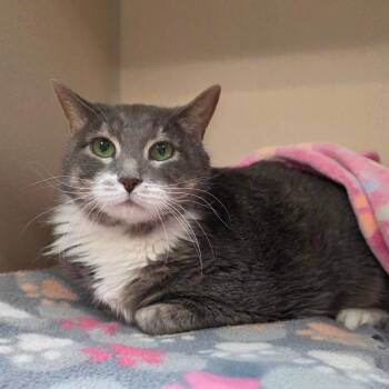 Maddie -  Domestic Long Hair Cat for Adoption in Great Falls, Montana - Maddie | PetCurious