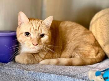 Rescue Domestic Short Hair Cats for Adoption in West Chester, Pennsylvania - Sherbet | PetCurious
