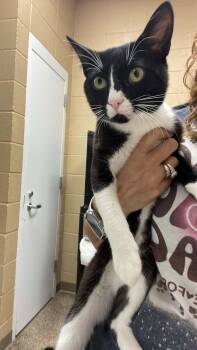 Pretty Boi -  Domestic Short Hair Cat for Adoption in Fort Payne, Alabama - Pretty Boi | PetCurious