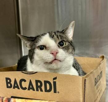 Domestic Short Hair Cats Available for Adoption in Lafayette, Indiana - Debbie | PetCurious