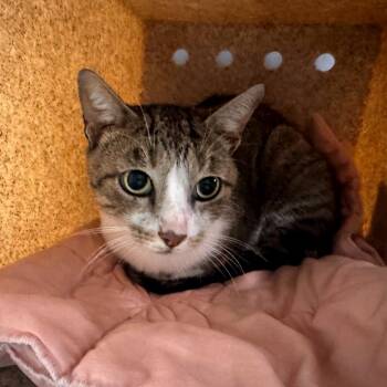 Joe -  Domestic Short Hair Cat for Adoption in Buchanan Dam, Texas - Joe | PetCurious