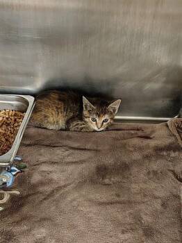 LILLY -  Domestic Short Hair Cat Available for Adoption in Casper, Wyoming - LILLY | PetCurious