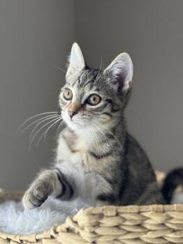 Zeppelin -  Domestic Short Hair Cat for Adoption in West Palm Beach, Florida - Zeppelin | PetCurious
