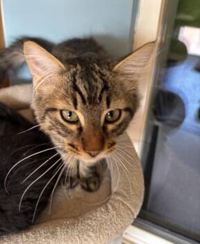 Shawn -  Tabby Cat for Adoption in Raymond, Washington - Shawn | PetCurious
