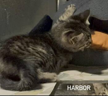 Domestic Short Hair and Tabby Cats Available for Adoption in Houston, Texas - Harbour | PetCurious