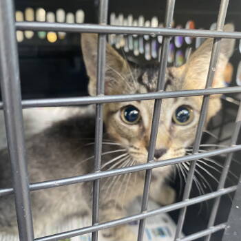 Rescue Domestic Short Hair Cats for Adoption - Hendrix | PetCurious