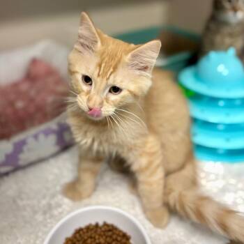 Domestic Medium Hair Cats Available for Adoption in Wantagh, New York - Chamomile | PetCurious