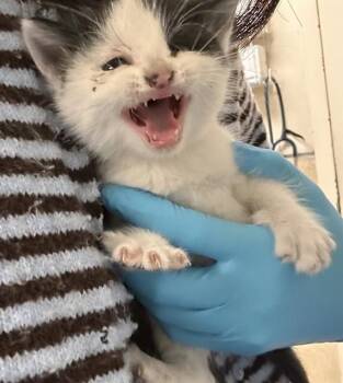 Domestic Short Hair Cats Available for Adoption - GRU | PetCurious