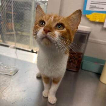 Puurfect Parker -  Domestic Short Hair Cat for Adoption in Columbiana, Alabama - Puurfect Parker | PetCurious