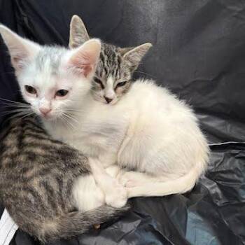 Chupacabra -  Domestic Short Hair Cat for Adoption in South Elgin, Illinois - Chupacabra | PetCurious
