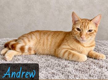 Andrew -  Domestic Short Hair Cat for Adoption in Englewood, Florida - Andrew | PetCurious