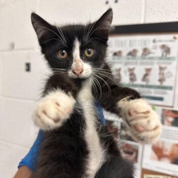 Zelda -  Domestic Short Hair Cat Available for Adoption in Edinburg, Texas - Zelda | PetCurious