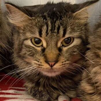 Domestic Long Hair Cats Available for Adoption in Buffalo, Minnesota - Manticore *Meet Me At Eagan Petsmart* | PetCurious