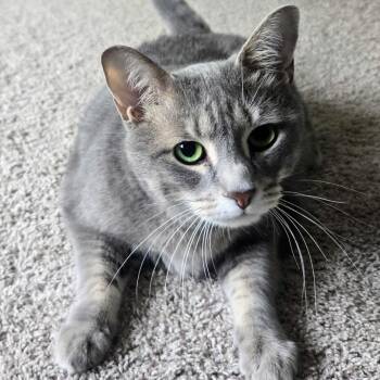 Domestic Short Hair Cats Available for Adoption in Merrifield, Virginia - Patrice Rockbridge | PetCurious