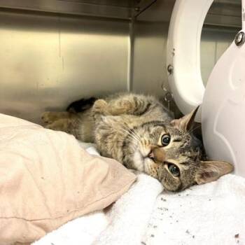Corbin -  Domestic Short Hair Cat for Adoption in Richmond, Virginia - Corbin | PetCurious