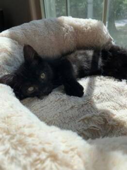 Raven -  Domestic Short Hair Cat for Adoption in Fairfax, Virginia - Raven | PetCurious