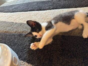Zoey -  Domestic Short Hair Cat for Adoption in Raleigh, North Carolina - Zoey | PetCurious