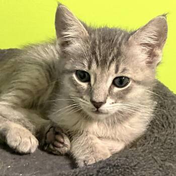 Domestic Short Hair Cats Available for Adoption - Snuggly Limited Edition 55705 | PetCurious