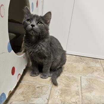 Domestic Medium Hair Cats Available for Adoption in Monroe, Louisiana - Luna Bella (formerly Adeline) | PetCurious