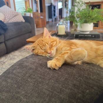 Weaver -  Domestic Long Hair Cat for Adoption in Rochester, Minnesota - Weaver | PetCurious