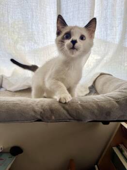 Cosmo -  Siamese Cat for Adoption in Riverside, California - Cosmo | PetCurious