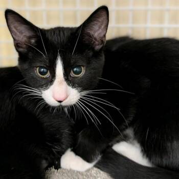 Focaccia -  Domestic Short Hair Cat for Adoption in Buffalo, New York - Focaccia | PetCurious