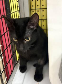 Licorice -  Domestic Short Hair Cat for Adoption in St. Cloud, Florida - Licorice | PetCurious