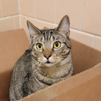 Domestic Short Hair Cats Available for Adoption in Houston, Texas - Umami Edamame | PetCurious